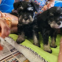 Boy 2 - Black and silver male Miniature Schnauzer puppy in Spokane, Washington from Blue Haven Stable