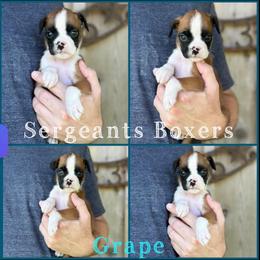 Grape - Fawn male Boxer puppy in Madisonville, Texas from Sergeant's Boxers
