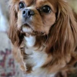 Tiffany - Cavalier King Charles Spaniel