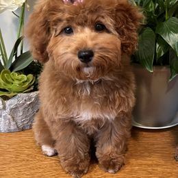 Purple - Red  Goldendoodle puppy in Bountiful, Utah from Stitching Doodles