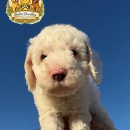 Purple - Red  female Goldendoodle puppy in Sanger, California from Delta Doodless