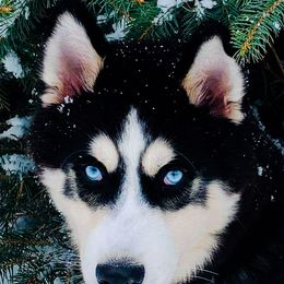 Siberian Husky Puppies from Xk siberians