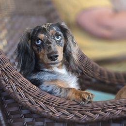 Skye - Dachshund