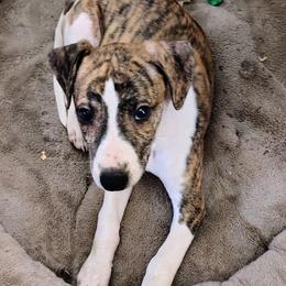 Boy 4 - male Whippet puppy in Goldendale, Washington from Amulet Charm