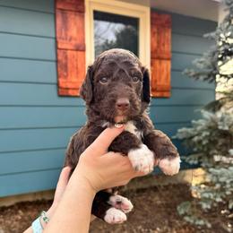 Brown and white boy - male Bernedoodle puppy in Blue Springs, Missouri from Jeanie’s Doodles