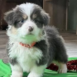 Puppy 7 - Black and tan female Pembroke Welsh Corgi puppy in Port Republic, Maryland from Bestfurends