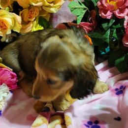 Dachshund Puppies from CLARK'S BREEDING PROGRAM