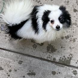 Addi - Pomeranian