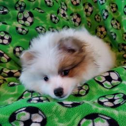Companion Cross, Pomeranian, and Sheepadoodle Puppies from Fluffy Wonders Poms and Doodles