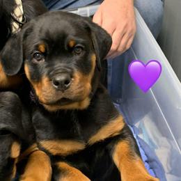 Purple collar - Black and tan female Rottweiler puppy in Cleveland, Tennessee from Thomas Rotts