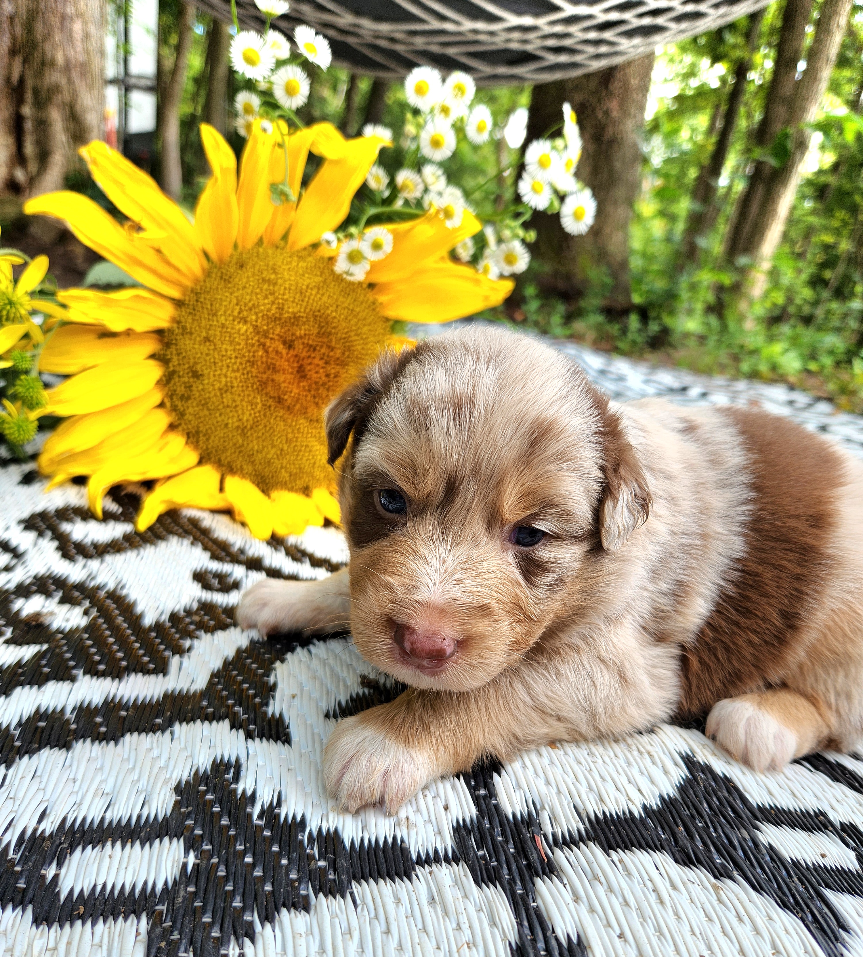 Australian Shepherd Puppies from Resolute Aussies
