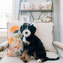 Kimmy - Tri-color female Bernedoodle puppy in Murray, Utah from Sun Valley Doodles