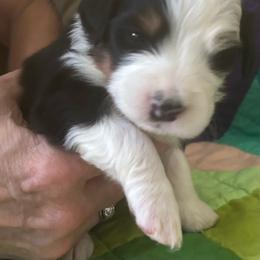 Ozzie-orange - Tri-color male Bernedoodle puppy in Lynch Station, Virginia from Mini Bernedoodles by Ziva & Zac