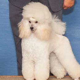 Twitch - Poodle