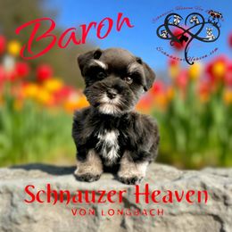 Baron AKC - Black and silver male Miniature Schnauzer puppy in Pelzer, South Carolina from Schnauzer Heaven Von Longbach