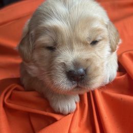 Golden Retriever Puppies from Chevaline Goldens