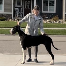 Rheya - Great Dane