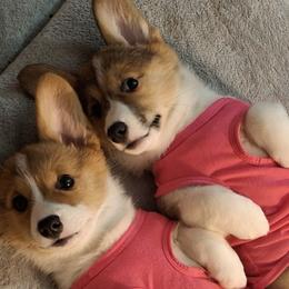 American Corgis from Val's Corgis