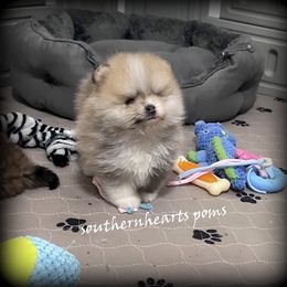 Boy 2 - Pomeranian puppy from SouthernHearts Poms
