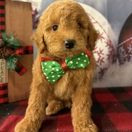 Orange - Red  male Goldendoodle puppy in Krum, Texas from Heartfelt GoldenDoodles