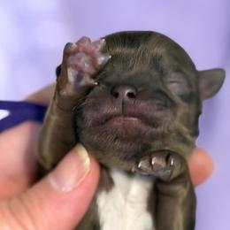 Purple collar - Black white and silver male Shih Tzu puppy in Berkeley Springs, West Virginia from Sandridge Shih Tzus