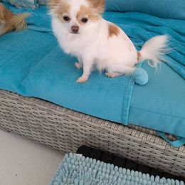 Chihuahua Puppies from Pampered Chihuahuas