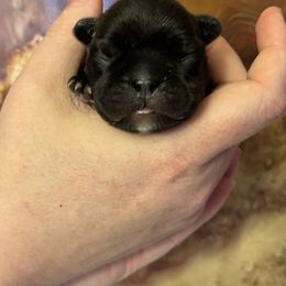 Mia - Brindle female French Bulldog puppy in Rayville, Missouri from Pelis French Bulldogs