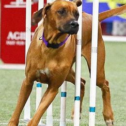 Rhodesian Ridgebacks from Gadico Rhodesian Ridgebacks