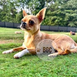 Peach - Chihuahua
