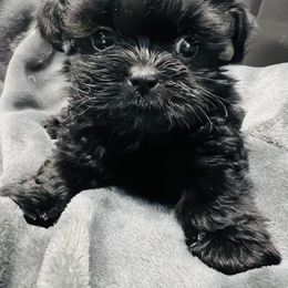 Midnight - Black male Shih Tzu puppy in Winston Salem, North Carolina from Jay&Ray Shih Tzu’s