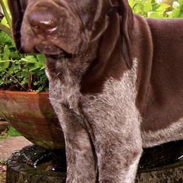 German Shorthaired Pointers from Old Orchard Farm