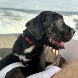 Black Male - Black male Cane Corso puppy in Snellville, Georgia from A Really Good Kennel