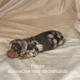Poppy - Dapple female Dachshund puppy in Lexington, Oklahoma from BooneDox Miniature Dachshunds