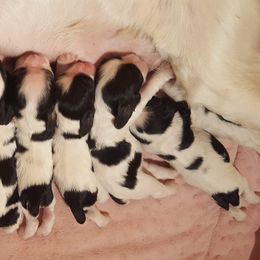 Cocker Spaniel Puppies from Stacey L Rossi