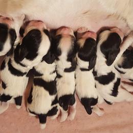Cocker Spaniel Puppies from Stacey L Rossi