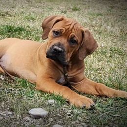 purple - Boerboel puppy in Naples, New York from Freedom Boerboels LLC