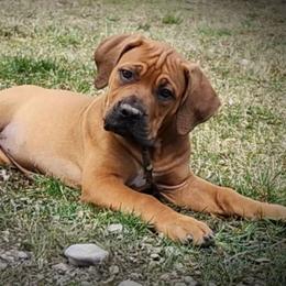purple - Boerboel puppy in Naples, New York from Freedom Boerboels LLC