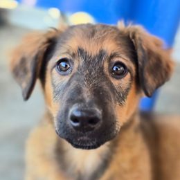 Mini Pepper - Black white and tan female Xoloitzcuintli puppy in Ethridge, Tennessee from Royalty Reigns Xolos