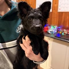 Petra - Black female Mudi puppy in Franklinville, New Jersey from Velaris