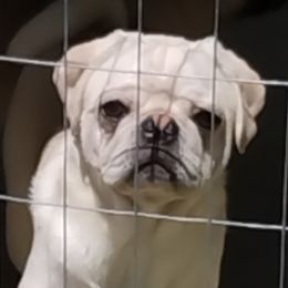 Pugs from Carla's Pugs