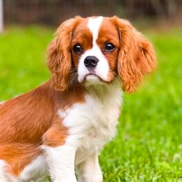 Darcie - Cavalier King Charles Spaniel