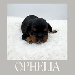 Ophelia - Black and tan female Cavapoo puppy in Awendaw, South Carolina from LierChonPoo