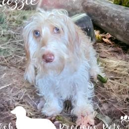 Razzle - Dachshund