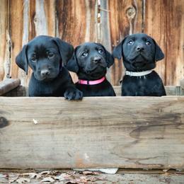 Labrador Retriever Puppies from Mid-Columbia Labradors