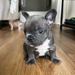 Janner - Blue male French Bulldog puppy in Conroe, Texas from The Frenchie Farm
