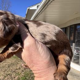 Remmy - Dapple male Dachshund puppy in Bentonville, Arkansas from T & D Dachshunds by design