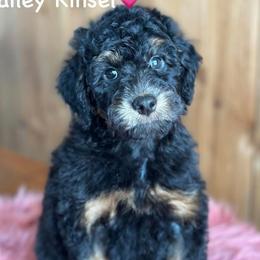 Hailey Kinsel - Black phantom female Aussiedoodle puppy in Lancaster, Minnesota from Finney Ranch