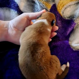 Phoebe - Sable and white female Collie puppy in Lafayette, Indiana from Katrina's Collies