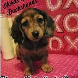 Dachshund Puppies from Karas Royal Dachshunds