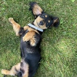 Dachshund Puppies from Noel Wiener Ranch